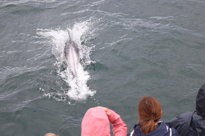 Whale Watching Tour with Professional Guide from Reykjavik - An In-Depth Look at the Whale Watching Experience