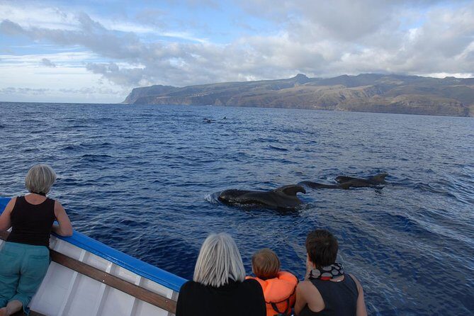 Whalewatching La Gomera - An In-Depth Look at the Whale Watching Experience