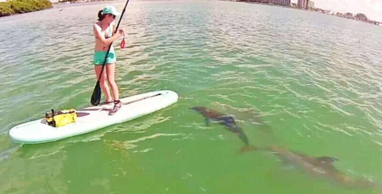 Wild Dolphin Encounter and Interaction: Small Groups - Pricing and Value