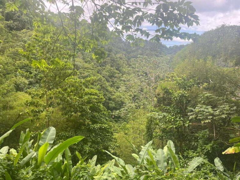 Wild Immersion : Hiking in the Heart of the Tropical Forest - Practical Details and Tips