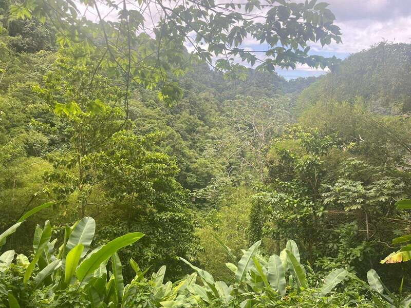Wild Immersion : Hiking in the Heart of the Tropical Forest - Practical Details and Tips