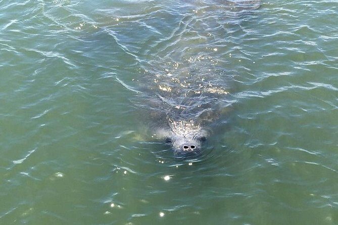 Wildlife Tour of Indian River Lagoon with Experienced Captain - Final Thoughts: Is This Tour Right for You?