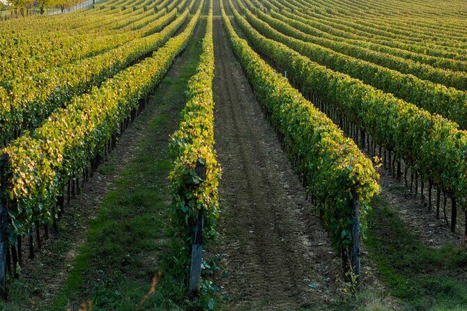 Wine tasting experience in the Apulian countryside - The Itinerary: What to Expect