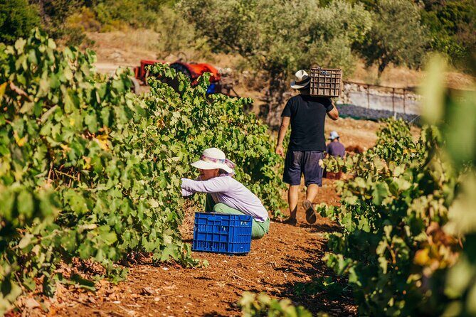 Winery Tour and Tasting in Zakynthos with the Winemaker - Practical Details & Tips for Visitors