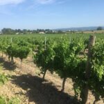 Winery Tour & Wine Tasting - Deli Plate & 3 Wines - Why This Tour Works