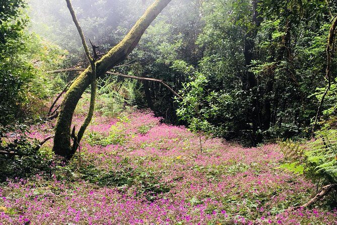 Wonderful hike through the Magic Forest of Tenerife - Cultural and Natural Insights