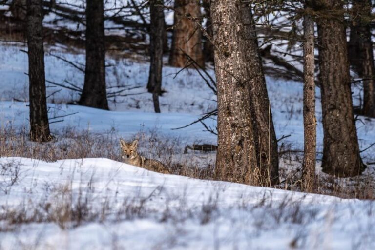 Yellowstone National Park: 3 Day Wildlife Photography Tour - Why Choose This Tour?
