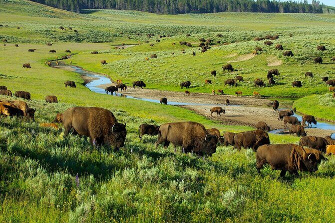 Yellowstone National Park Tour from Jackson Hole - What’s Included and What’s Not