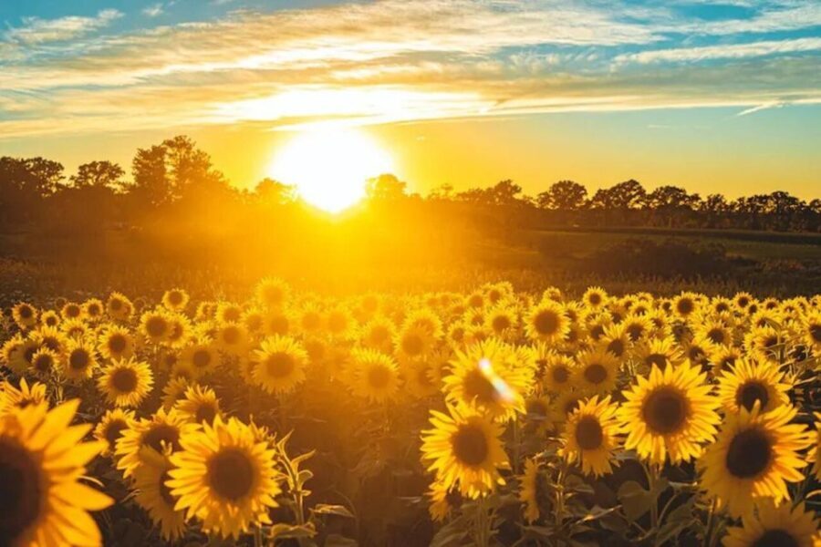 Yolo: Vineyards, Farms & Cultural Gems - Audio Driving Tour - Breaking Down the Itinerary