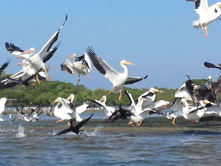 Zihuatanejo: Kayak Tour - Who Is This Tour Best Suited For?