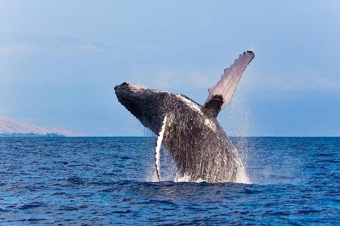 Zodiac Raft Whale Watching Adventure - Authentic Experiences from Guests