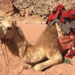 03 Days Petra, Wadi Rum & Dead Sea from Amman - Who’s This Tour Perfect For?