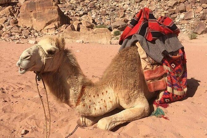03 Days Petra, Wadi Rum & Dead Sea from Amman - Who’s This Tour Perfect For?