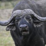 06 Days Kenya LuxuryLodge Safari - Practical Aspects and What to Keep in Mind