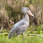 1/2 Mabamba Swamp Shoebill Tour - Who Will Truly Appreciate This Experience?