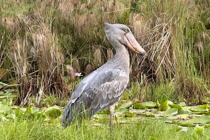 1/2 Mabamba Swamp Shoebill Tour - Who Will Truly Appreciate This Experience?