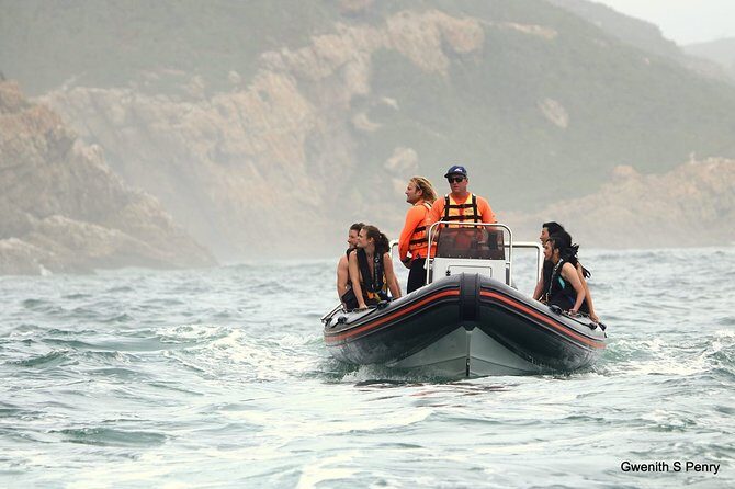 1.5-Hour Seal Viewing Boat Tour in Plettenberg Bay - Pricing and Value