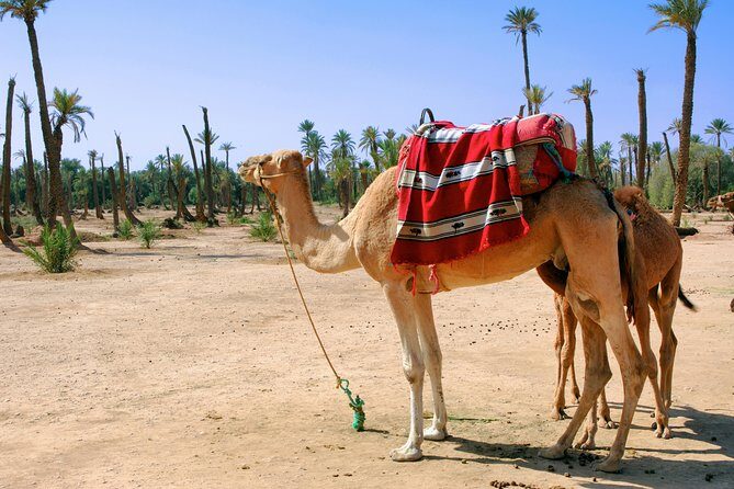 1.5-Hour Small-Group Camel Ride Excursion to Palm Grove from Marrakech - The Itinerary in Detail