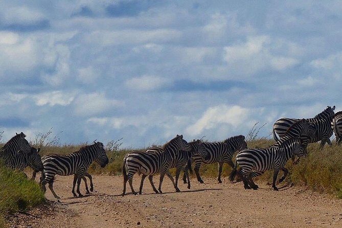 #1 Best Tanzania Safari Tarangire Day tour Adventure - Key Points