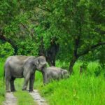 1 Day Akagera Game Drive Safari - Who Will Love This Safari?