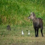 1-Day Akagera National Park Safari Experience - Who Will Love This Safari?