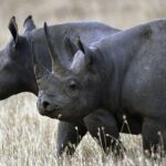 1 Day Akagera Wildlife Safari ( 2 Pax Min) - Final Thoughts: Who Will Love This Tour?
