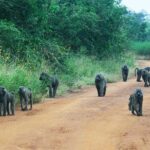 1 Day Akagera Wildlife Safaris Rwanda (2 Pax Min) - Who Should Consider This Safari?