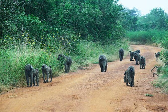 1 Day Akagera Wildlife Safaris Rwanda (2 Pax Min) - Who Should Consider This Safari?