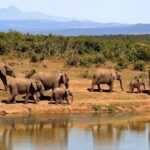 1 Day Amboseli Classic Safari Tour package,bruno safaris Kenya - Detailed Breakdown of the Itinerary