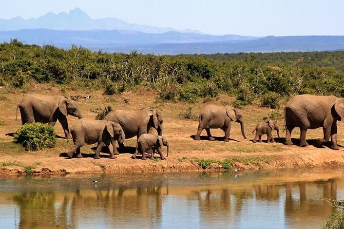 1 Day Amboseli Classic Safari Tour package,bruno safaris Kenya - Detailed Breakdown of the Itinerary