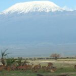 1-Day Amboseli Safari - The Itinerary in Detail