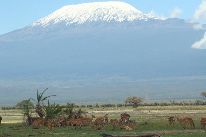 1-Day Amboseli Safari - The Itinerary in Detail