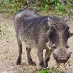 1 Day: Arusha National Park - Frequently Asked Questions