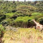 1 Day Arusha national park (Game drive and walking safari). - The Guides and Wildlife Spotting