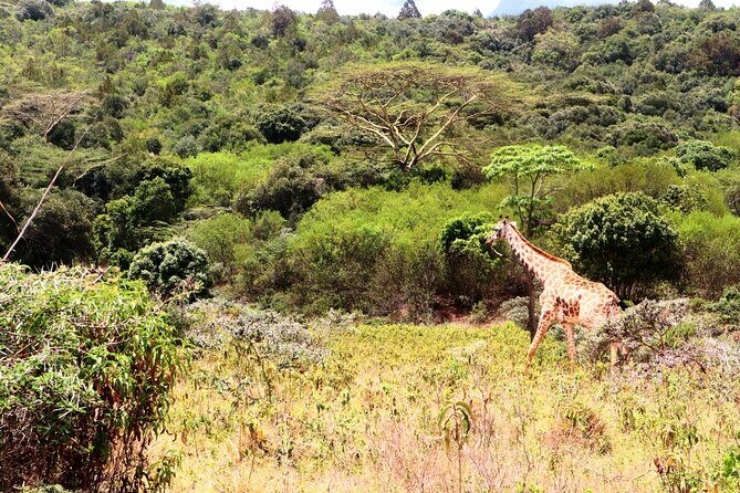 1 Day Arusha national park (Game drive and walking safari). - The Guides and Wildlife Spotting
