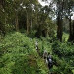 1-Day Bisoke Volcano Hiking Experience - Price and Value: Is It Worth It?