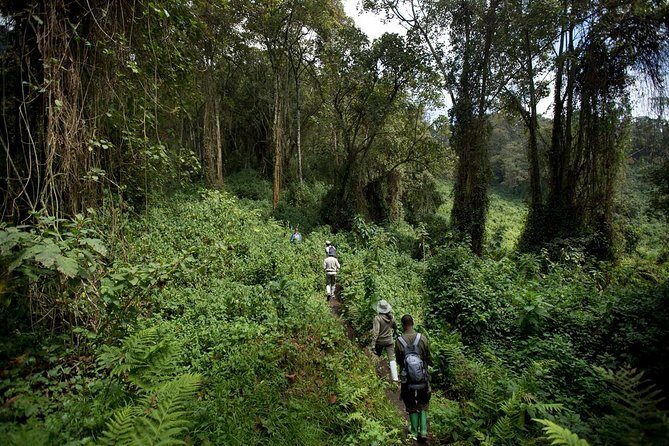 1-Day Bisoke Volcano Hiking Experience - Price and Value: Is It Worth It?