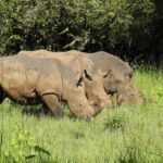 1 Day Budget Rhino Trekking at Ziwa Rhino Sanctuary - Final Thoughts