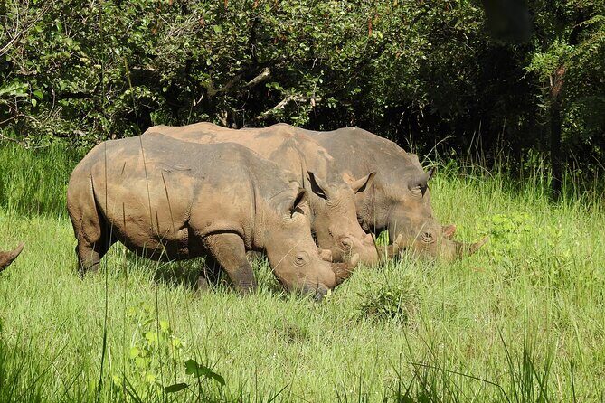 1 Day Budget Rhino Trekking at Ziwa Rhino Sanctuary - Final Thoughts