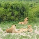 1 Day Chobe National Park Safari Experience - What’s Included and What You Should Consider