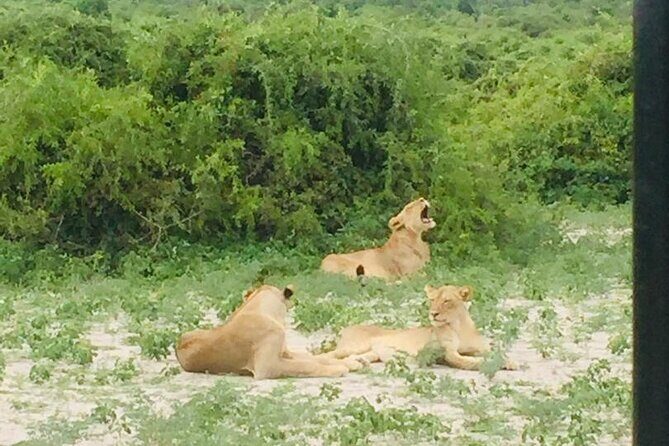 1 Day Chobe National Park Safari Experience - What’s Included and What You Should Consider