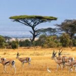 1 Day Classic Amboseli Safari - Practical Tips for Your Amboseli Safari