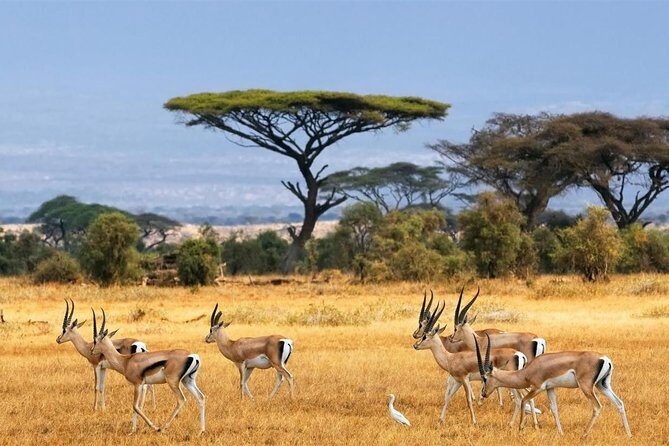 1 Day Classic Amboseli Safari - Practical Tips for Your Amboseli Safari