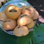 1 Day cocoa farm tour - Why This Tour Is Worth the Price