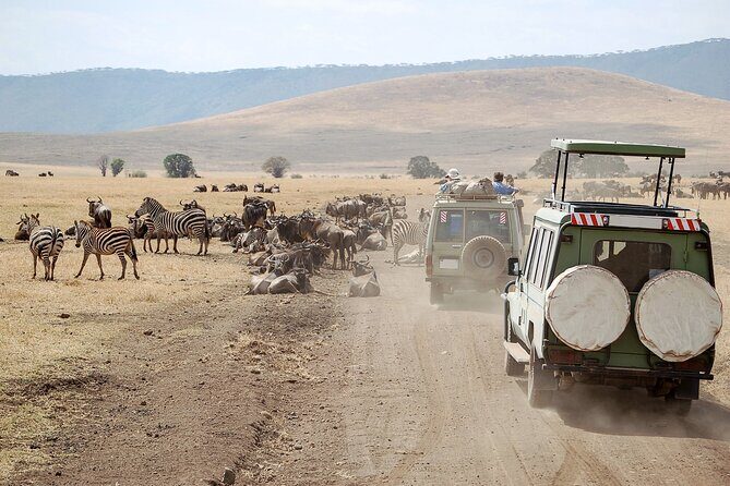 1-Day Fly in Shared Safari to Mikumi National Park from Zanzibar - Why This Tour Stands Out