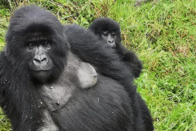 1 Day Gorilla Trekking Mgahinga Gorilla NP & Lake Bunyonyi - Price and Value: Is It Worth the Investment?