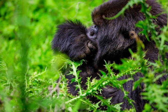 1 Day Gorilla Trekking Safari Tour - What to Expect from the Tour