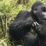 1 Day Gorilla Trekking Uganda - Accommodation, Transportation, and Guides: Making It Smooth