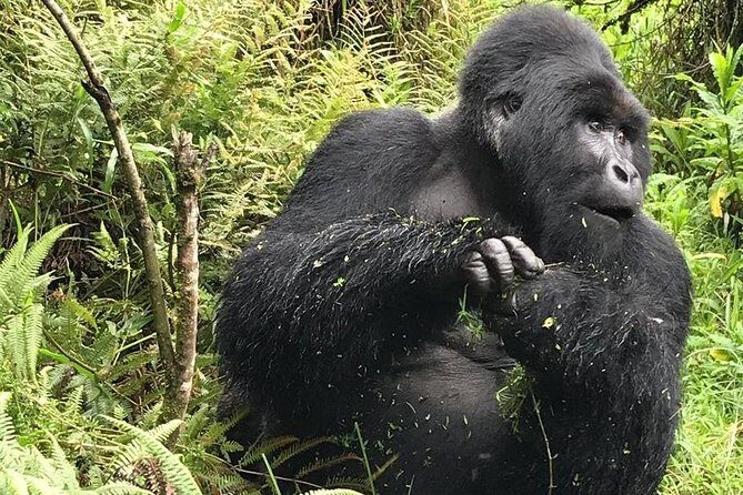 1 Day Gorilla Trekking Uganda - Accommodation, Transportation, and Guides: Making It Smooth