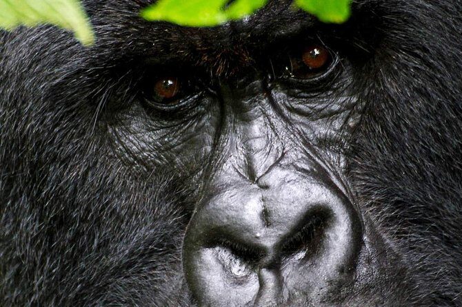 1 Day Gorilla trekking volcanoes national park - A Typical Day: Step-by-Step Breakdown